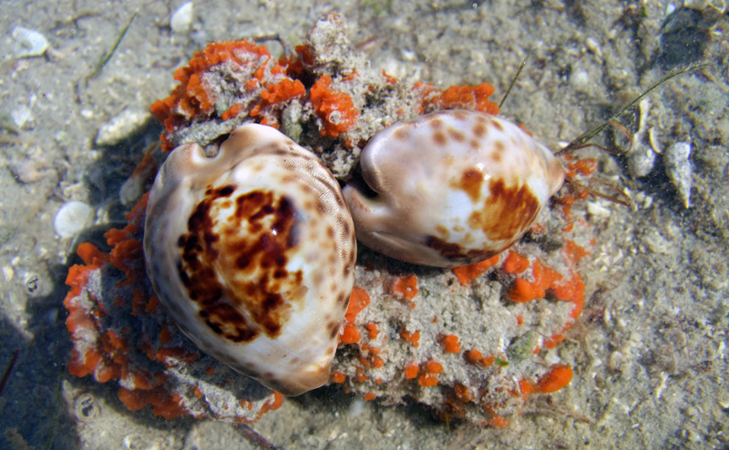teulerei Couple